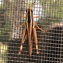 Unidentified Grasshopper (several families) at Dunlop, ACT - 20 Jan 2025 by ploffskinpluffskin