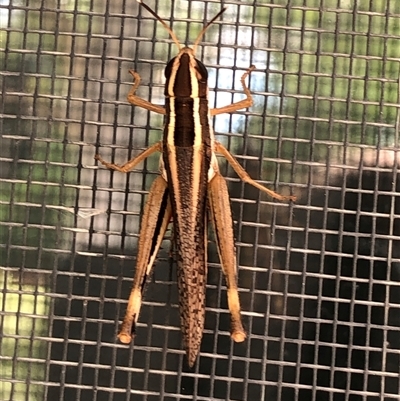 Unidentified Grasshopper (several families) at Dunlop, ACT - 20 Jan 2025 by ploffskinpluffskin