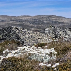 Leucochrysum alpinum (Alpine Sunray) at Ngarigo, NSW - 19 Jan 2025 by MB