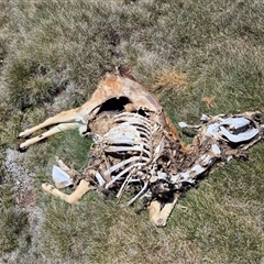 Dama dama (Fallow Deer) at Charlotte Pass, NSW - 19 Jan 2025 by MB