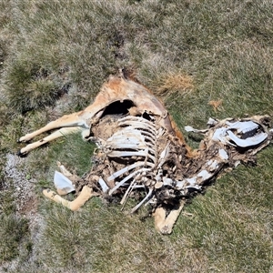 Dama dama at Charlotte Pass, NSW - suppressed