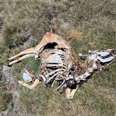 Dama dama (Fallow Deer) at Charlotte Pass, NSW - 19 Jan 2025 by MB