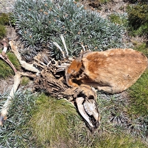 Cervus sp. (genus) at Charlotte Pass, NSW by MB