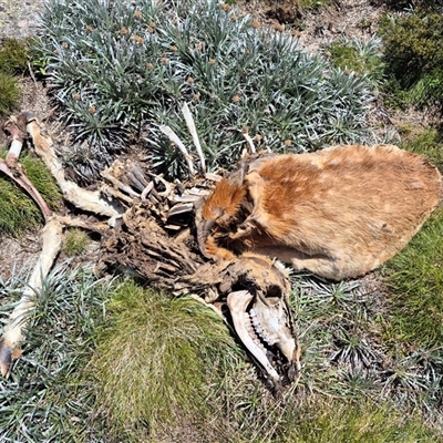 Cervus sp. (genus) at Charlotte Pass, NSW - 19 Jan 2025 by MB