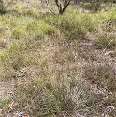 Cymbopogon refractus (Barbed-wire Grass) at Hawker, ACT - 9 Jan 2025 by JohnBrannan