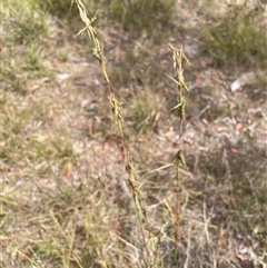 Cymbopogon refractus at Hawker, ACT - 9 Jan 2025 03:21 PM