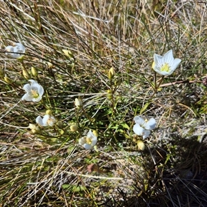 Gentianella sp. at Charlotte Pass, NSW by MB