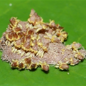 Unidentified Other fungus at Acton, ACT by TimL