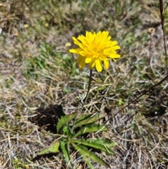 Microseris lanceolata (Yam Daisy) at Charlotte Pass, NSW - 19 Jan 2025 by MB