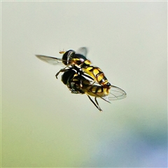 Simosyrphus grandicornis (Common hover fly) at Page, ACT - 20 Jan 2025 by DonTaylor