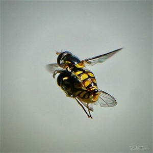 Simosyrphus grandicornis at Page, ACT - 20 Jan 2025 10:18 AM