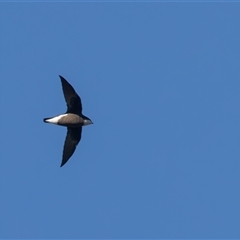 Hirundapus caudacutus (White-throated Needletail) at Uriarra Village, ACT - 20 Jan 2025 by rawshorty