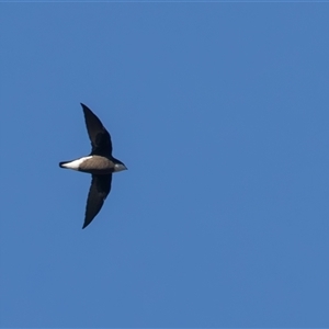 Hirundapus caudacutus (White-throated Needletail) at Uriarra Village, ACT by rawshorty