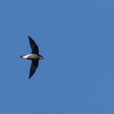 Hirundapus caudacutus (White-throated Needletail) at Uriarra Village, ACT - 20 Jan 2025 by rawshorty