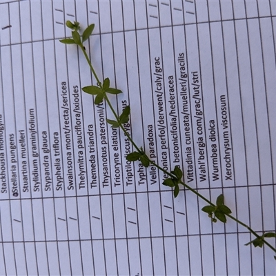 Galium leiocarpum (Maori Bedstraw) at Kambah, ACT - 8 Apr 2021 by mainsprite