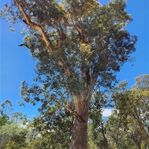 Eucalyptus polyanthemos subsp. polyanthemos (Red Box) at Uriarra Village, ACT by rangerstacey