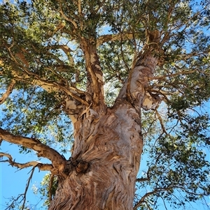 Eucalyptus polyanthemos subsp. polyanthemos at Uriarra Village, ACT - 18 Jan 2025 11:52 AM