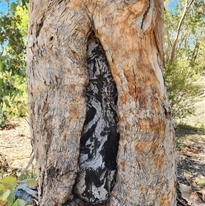 Eucalyptus polyanthemos subsp. polyanthemos at Uriarra Village, ACT - 18 Jan 2025 11:52 AM