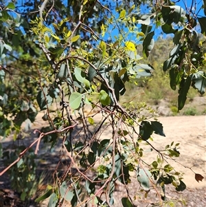 Eucalyptus polyanthemos subsp. polyanthemos at Uriarra Village, ACT - 18 Jan 2025 11:52 AM