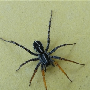 Nyssus coloripes (Spotted Ground Swift Spider) at Belconnen, ACT by JohnGiacon