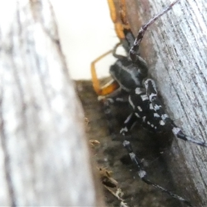 Nyssus coloripes at Belconnen, ACT - 18 Jan 2025