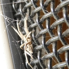 Argoctenus sp. (genus) at Belconnen, ACT - 18 Jan 2025 01:25 PM