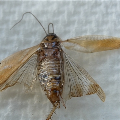 Robshelfordia circumducta (Shelford's Variable Cockroach) at Belconnen, ACT - 16 Jan 2025 by JohnGiacon