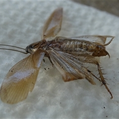 Robshelfordia circumducta at Belconnen, ACT - 16 Jan 2025 05:58 PM