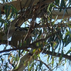 Grallina cyanoleuca (Magpie-lark) at Belconnen, ACT - 14 Jan 2025 by JohnGiacon