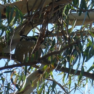 Grallina cyanoleuca at Belconnen, ACT by JohnGiacon