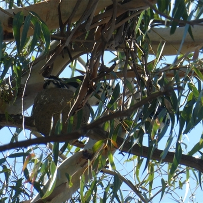 Grallina cyanoleuca at Belconnen, ACT - 14 Jan 2025 by JohnGiacon