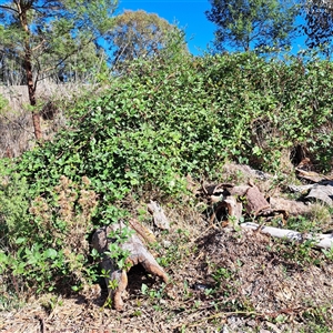 Rubus anglocandicans at Watson, ACT - 20 Jan 2025 09:26 AM