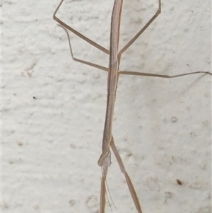 Tenodera australasiae at Belconnen, ACT by JohnGiacon