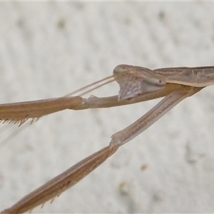 Archimantis sp. (genus) at Belconnen, ACT - 14 Jan 2025 05:23 AM