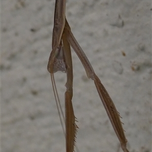 Archimantis sp. (genus) at Belconnen, ACT - 14 Jan 2025 05:23 AM