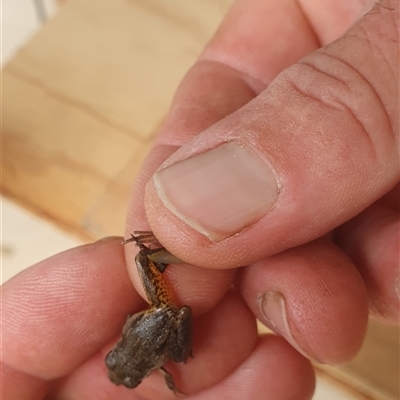 Litoria latopalmata (Broad-palmed Tree-frog) at Pillar Valley, NSW - 20 Jan 2025 by Topwood