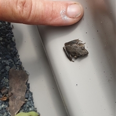 Litoria latopalmata at Pillar Valley, NSW - 20 Jan 2025 02:55 PM