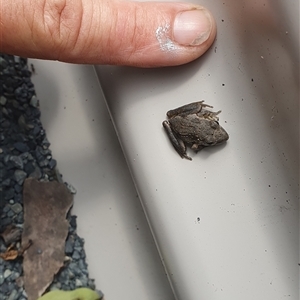 Litoria latopalmata at Pillar Valley, NSW - 20 Jan 2025 02:55 PM