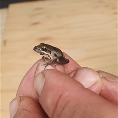 Litoria latopalmata at Pillar Valley, NSW - 20 Jan 2025 02:55 PM