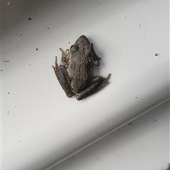 Litoria latopalmata at Pillar Valley, NSW - 20 Jan 2025 02:55 PM