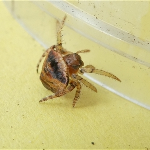 Dolophones sp. (genus) (Wrap-around spider) at Belconnen, ACT by JohnGiacon