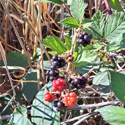 Rubus anglocandicans (Blackberry) at Watson, ACT - 20 Jan 2025 by abread111