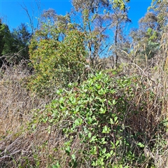 Rubus anglocandicans at Watson, ACT - 20 Jan 2025