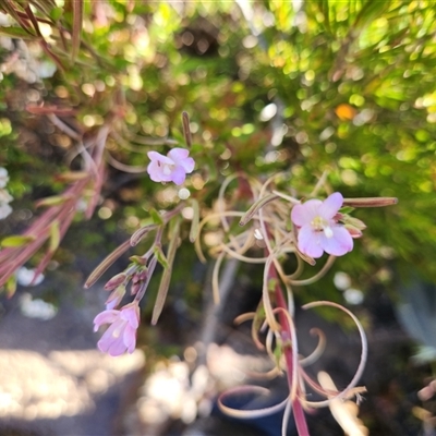 Epilobium gunnianum (Gunn's Willow-herb) at Cotter River, ACT - 19 Jan 2025 by rangerstacey