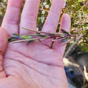 Epilobium gunnianum at Cotter River, ACT - 19 Jan 2025 05:19 PM