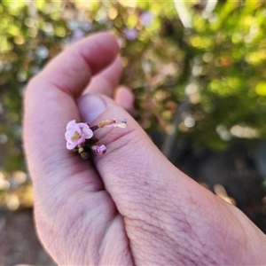 Epilobium gunnianum at Cotter River, ACT - 19 Jan 2025 05:19 PM