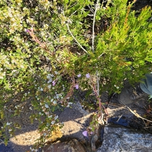 Epilobium gunnianum at Cotter River, ACT - 19 Jan 2025 05:19 PM