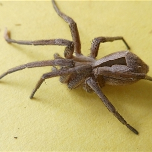 Argoctenus sp. (genus) (Wandering ghost spider) at Belconnen, ACT by JohnGiacon