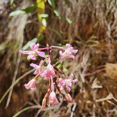 Dipodium roseum (Rosy Hyacinth Orchid) at Uriarra Village, ACT - 19 Jan 2025 by rangerstacey