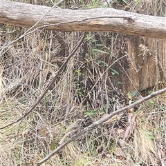 Caligavis chrysops (Yellow-faced Honeyeater) at Uriarra Village, ACT - 7 Jan 2025 by rangerstacey